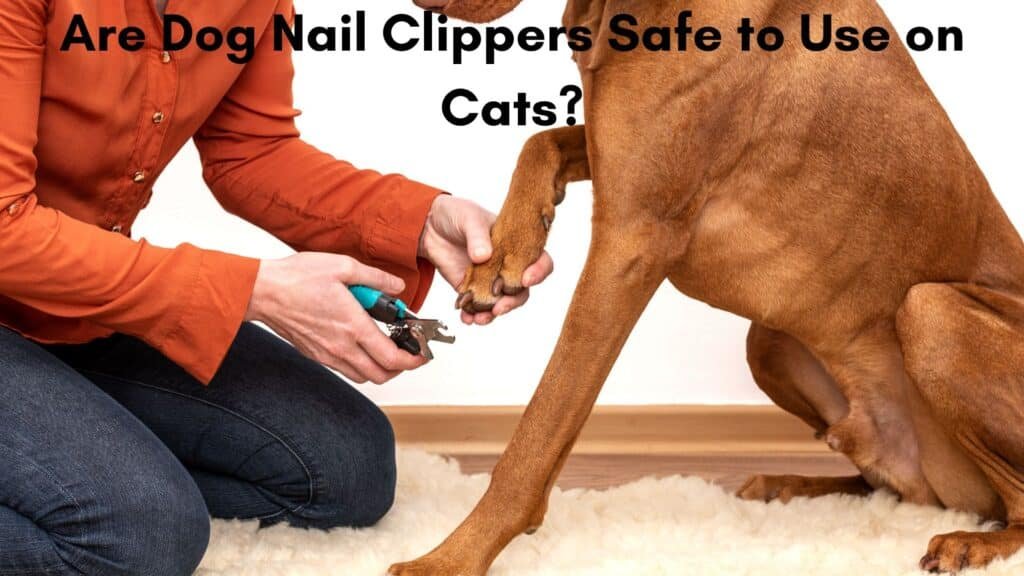 Image of Are Dog Nail Clippers Safe to Use on Cats?