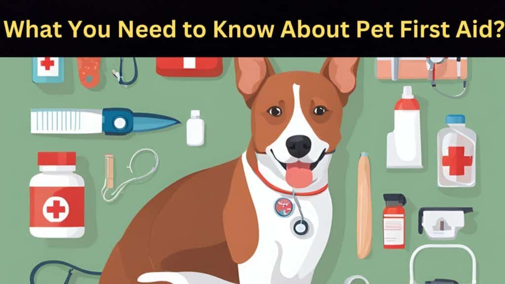 Image of What You Need to Know About Pet First Aid?