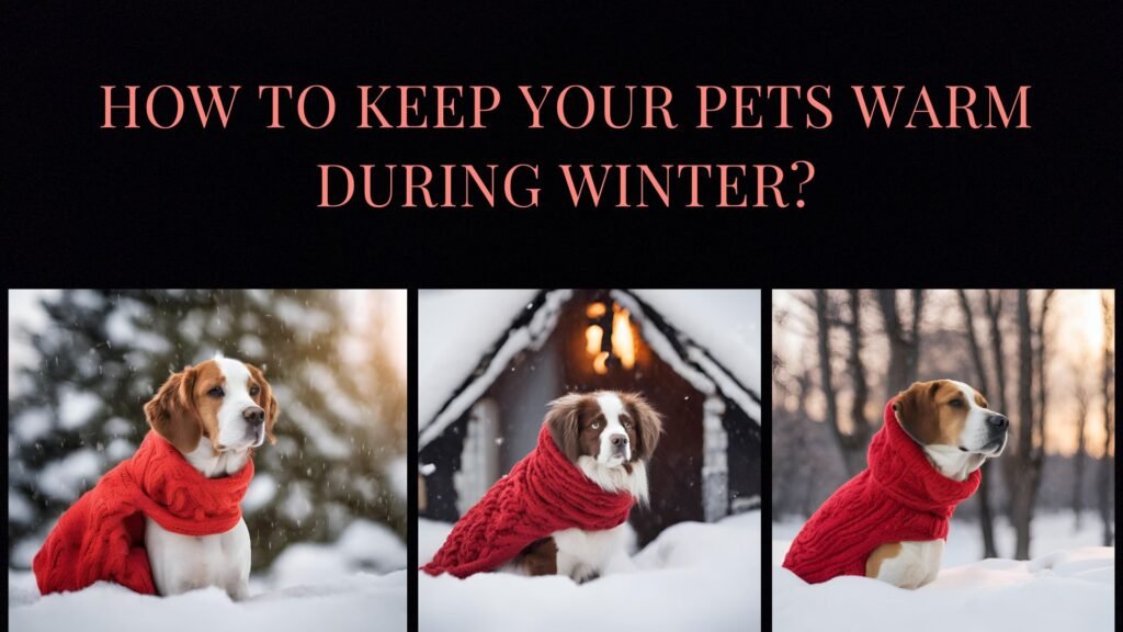 Image of How to Keep Your Pets Warm During Winter?