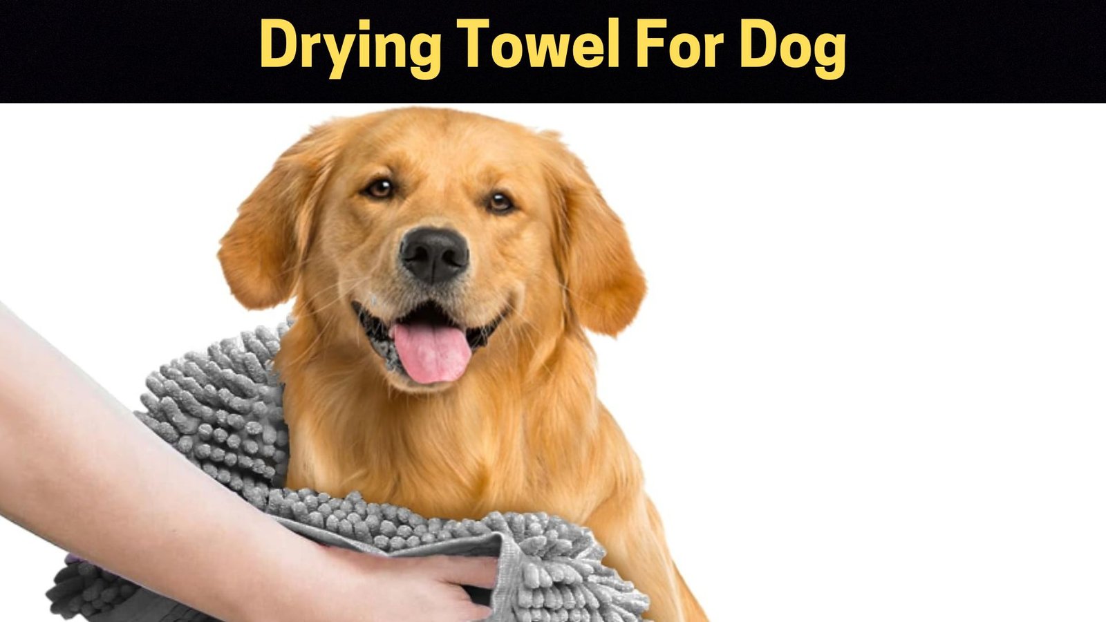 Image of Dog Drying Towel