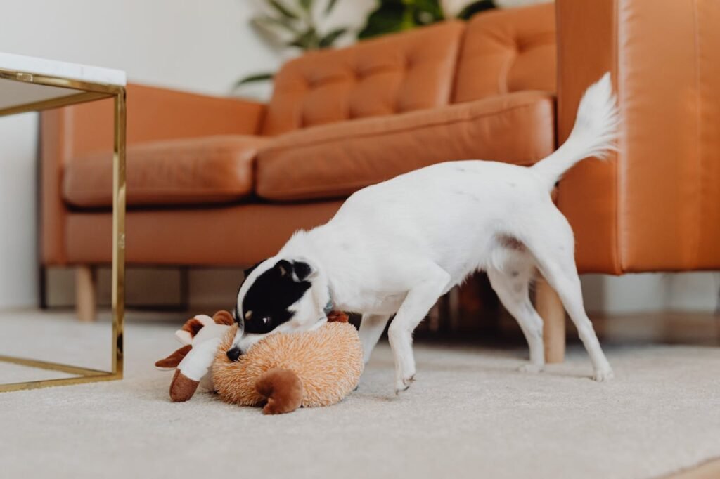 Dog is playing with a toy