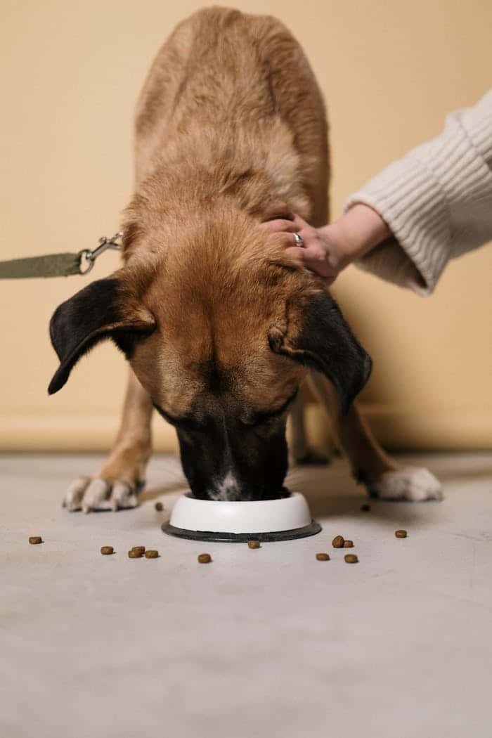 Dog is eating food from bowl