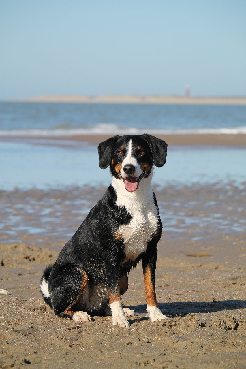 a dog seating in a beach