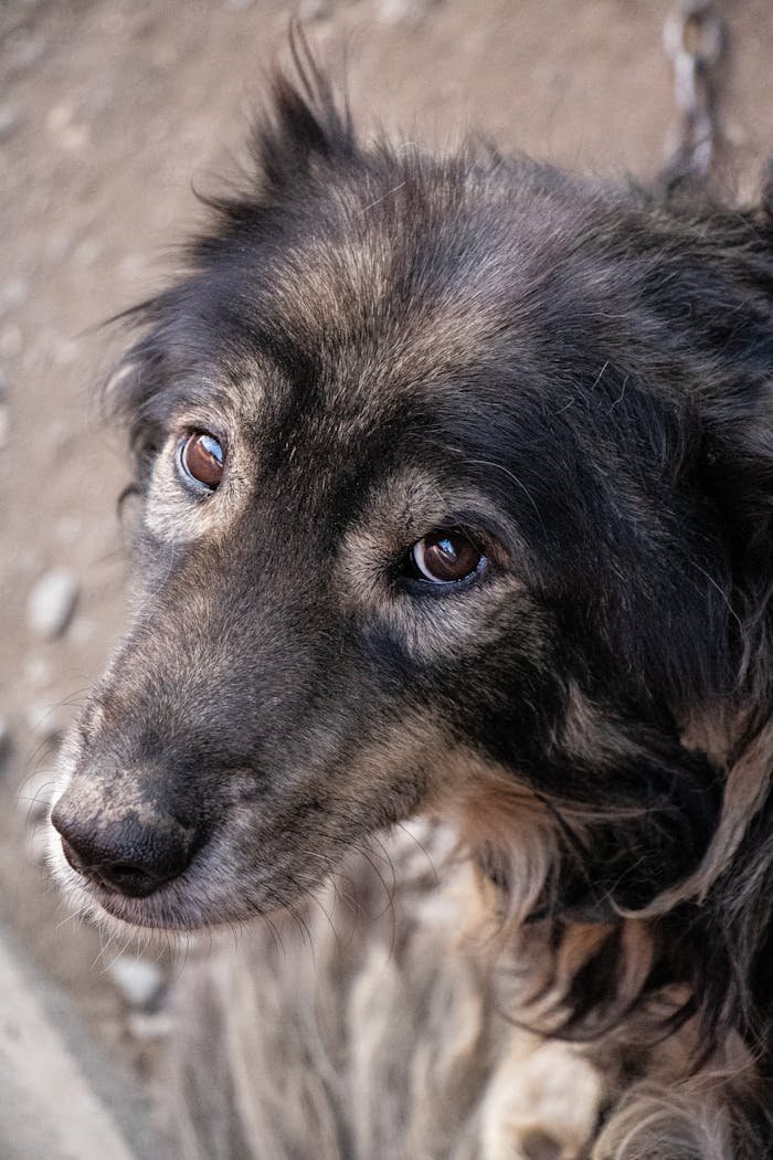 Black and white old dog changed eye color with ages