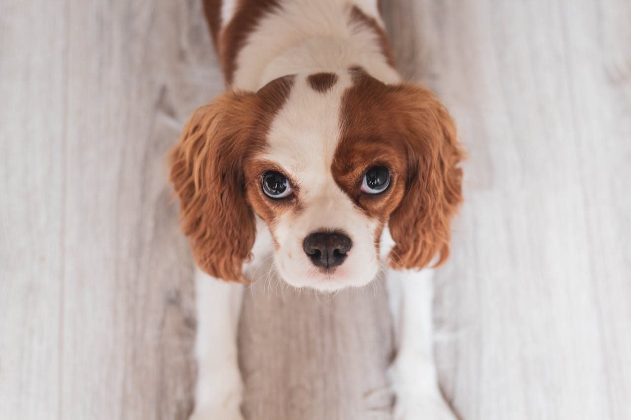 White and brown dog looking at something