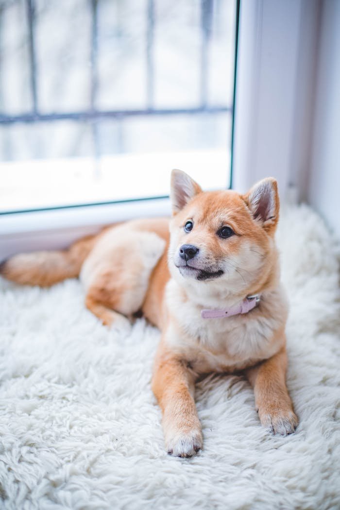 A dog seating in a bed