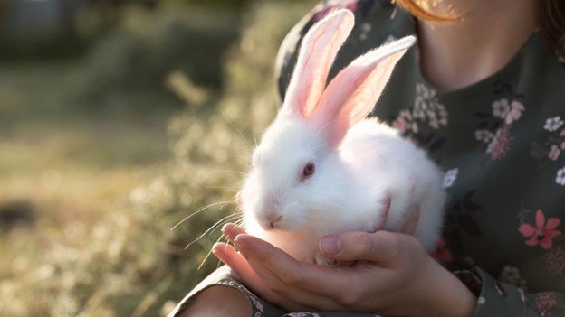 A girl holding her rabbit pet