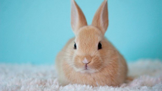 a cute rabbits on the floor