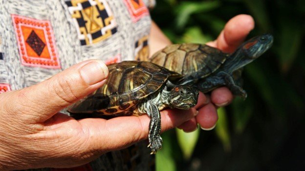 owner carrying two turtles in two hands