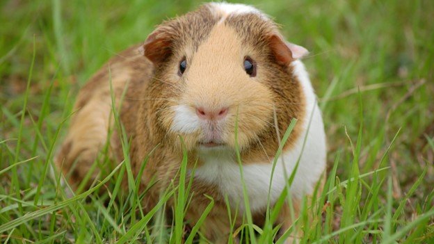 a brown pig in the field