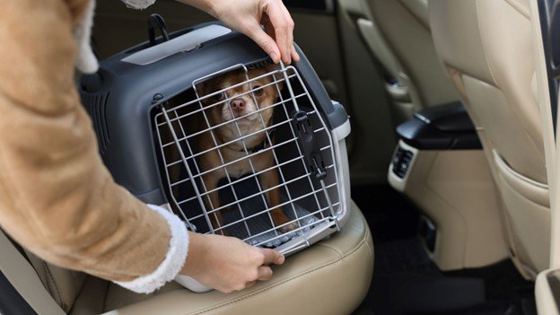 a pet is carrying by car with pet container 