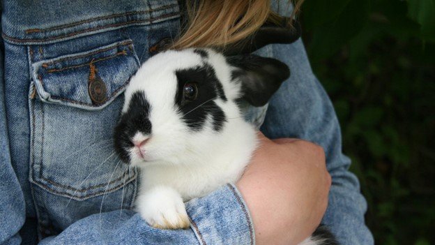 Rabbit owner holding her white rabbit in arm