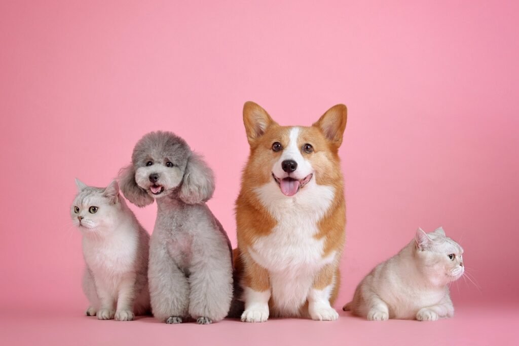 two dogs and two cats in a picture shows happy face that those pets are the Easiest Pets to Take Care Of.