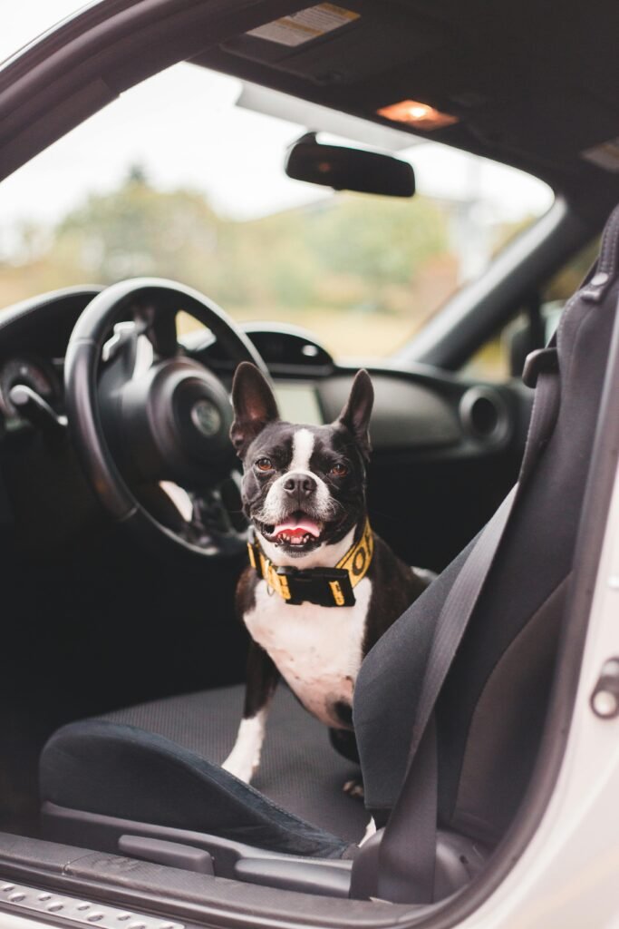 A black dog inside car where pet hair on car seat, so pet owner needs pet hair out of car