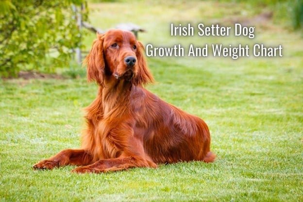 Irish Setter Dog sitting in a open field where it represents growth and weight chart