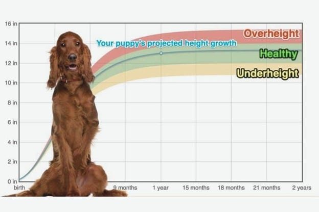 Irish setters dog height growth chart