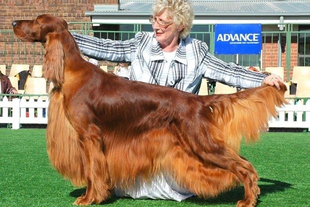 one lady is trying to measure Irish Setters length