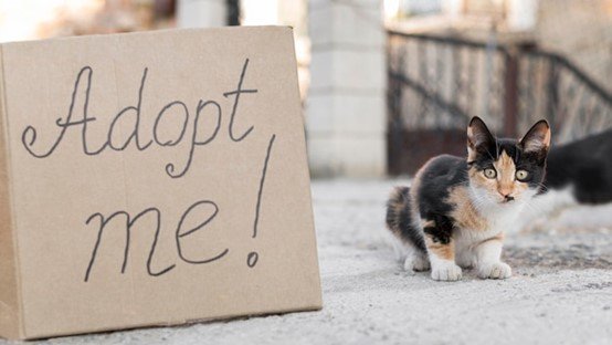 a cat is seating beside adopt me advertise