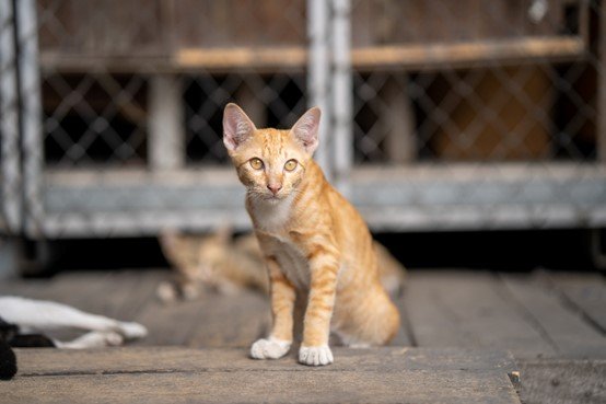 a brown cat is starring to the camera 