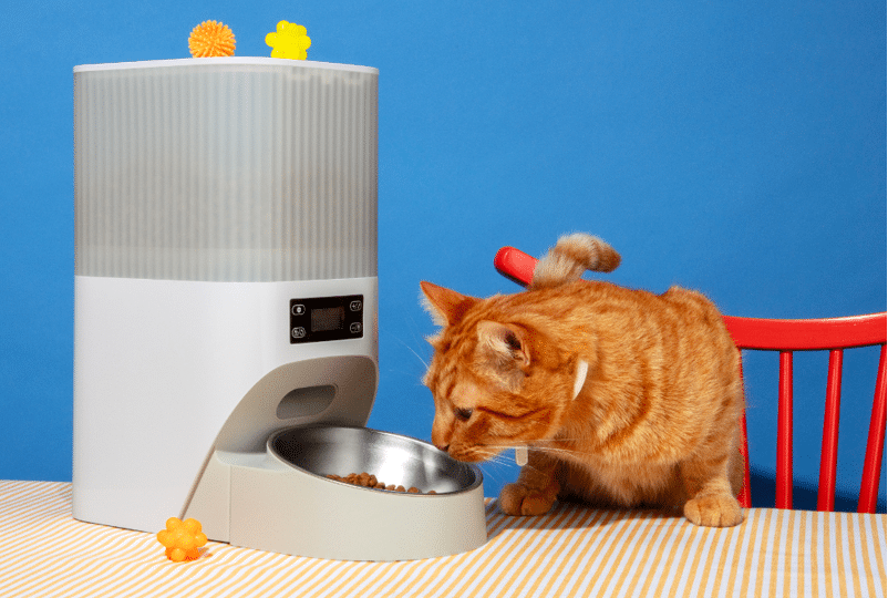 a cat has neck monitor for monitoring behavioral changes