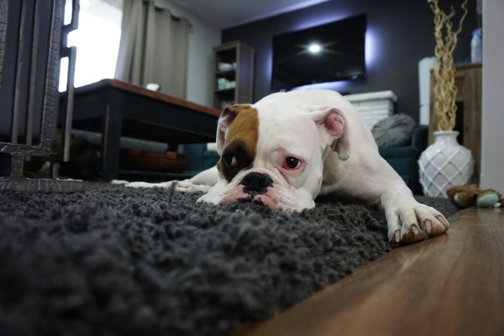 white-brown dog laying down in a room black carpet