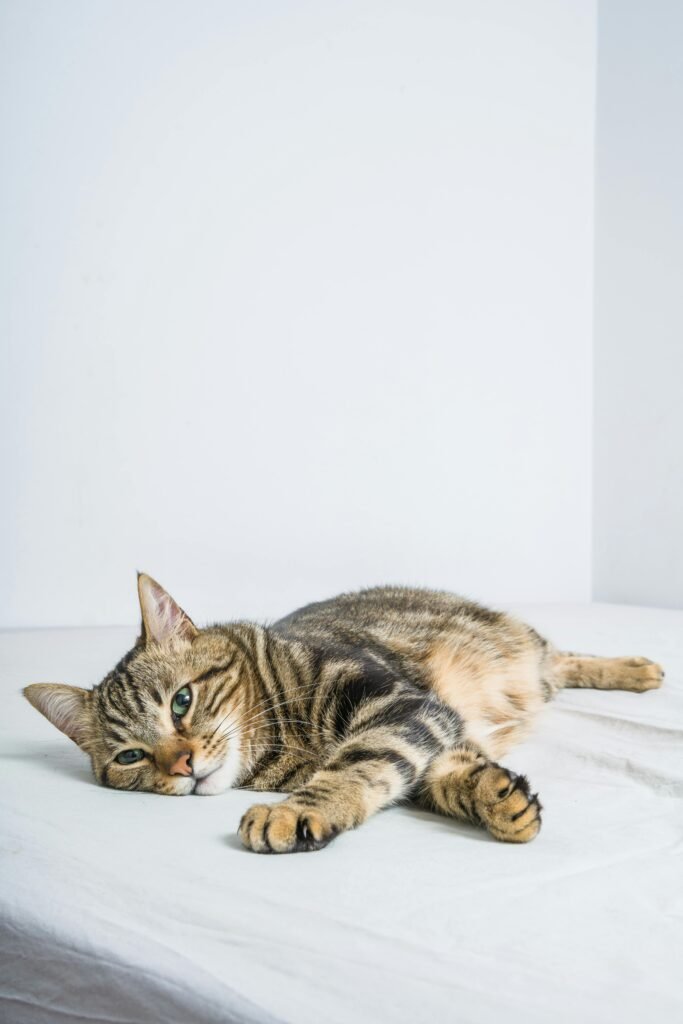 A peaceful tabby cat lying down on a white bed while its hair on the bed that is needed to clean in laundry