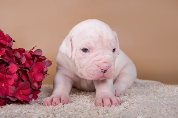 American bulldogs baby sits in a carpet at home