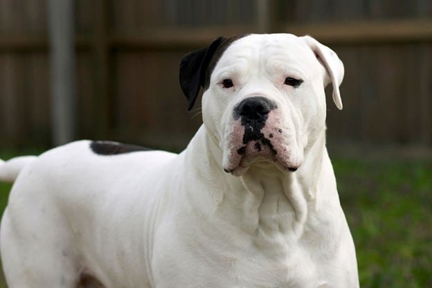 American white adult bulldog