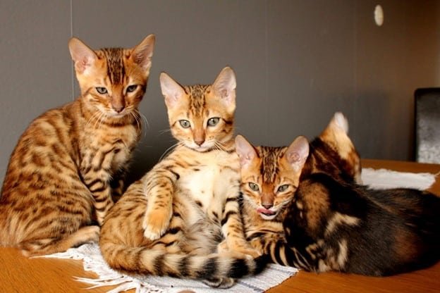 Bengal cats seat in a table
