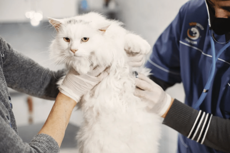 a cat is getting treatment in vet center where two veterans holding the cat