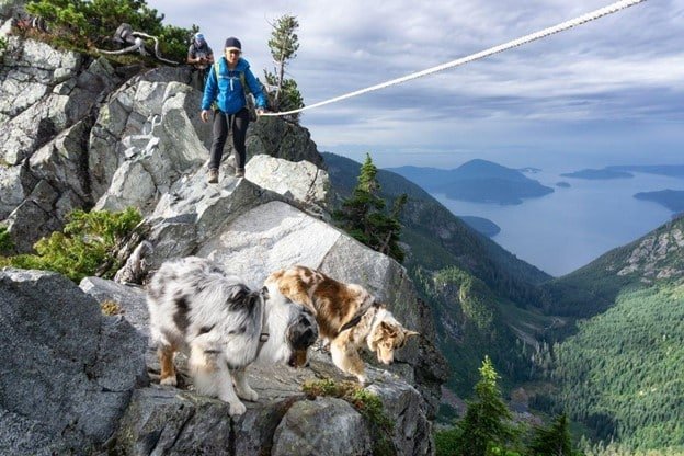 a woman wearing blue jacket and hiking with her 2 dogs and a man capturing photo of the nature where sky and mountains are visible.