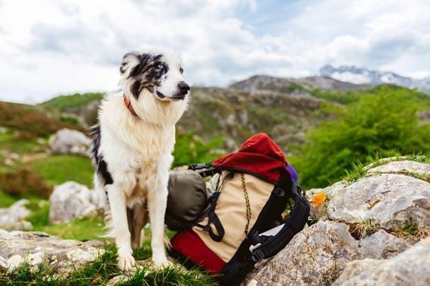 a dog is hiking and a travel red backpack beside the dog
