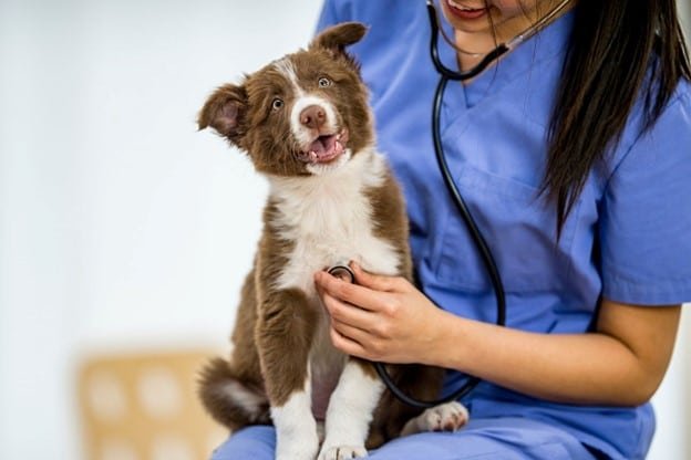 doctor is checking dog health to make sure dog is safe