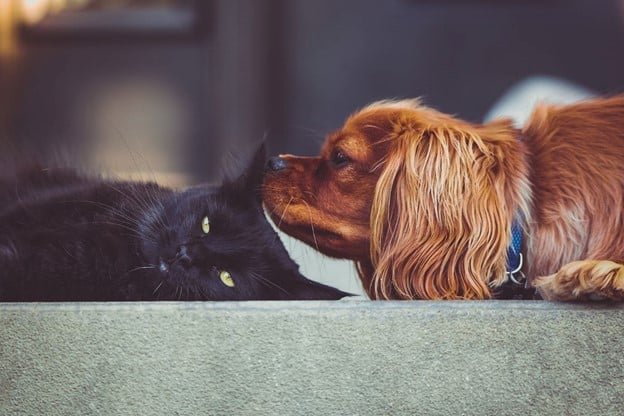 a dog and a cat is laying down in a carpet