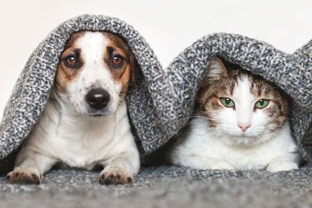 one blanket is given over a dog and a cat head