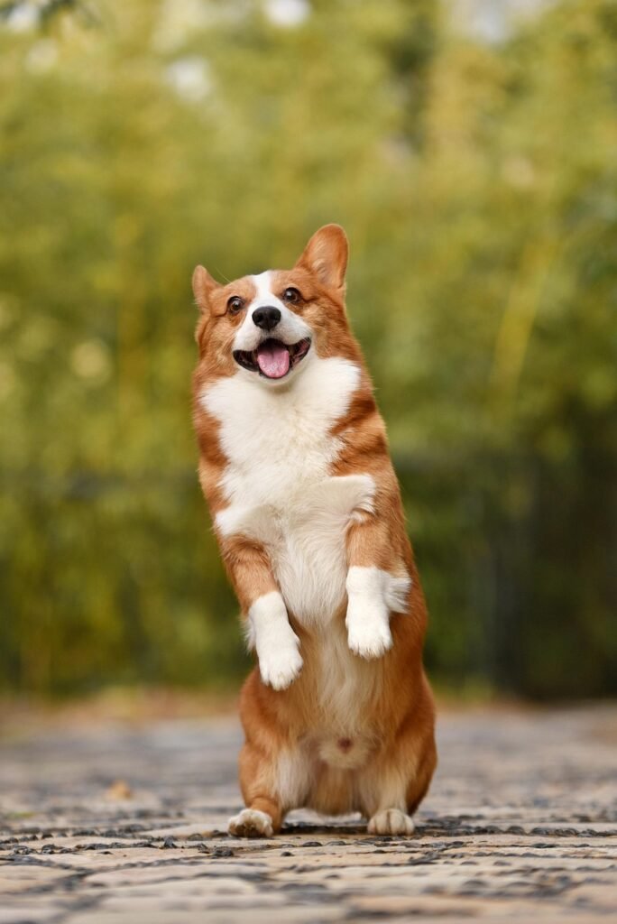 a dog is smiling looking at the camera representing puppy morning routine.