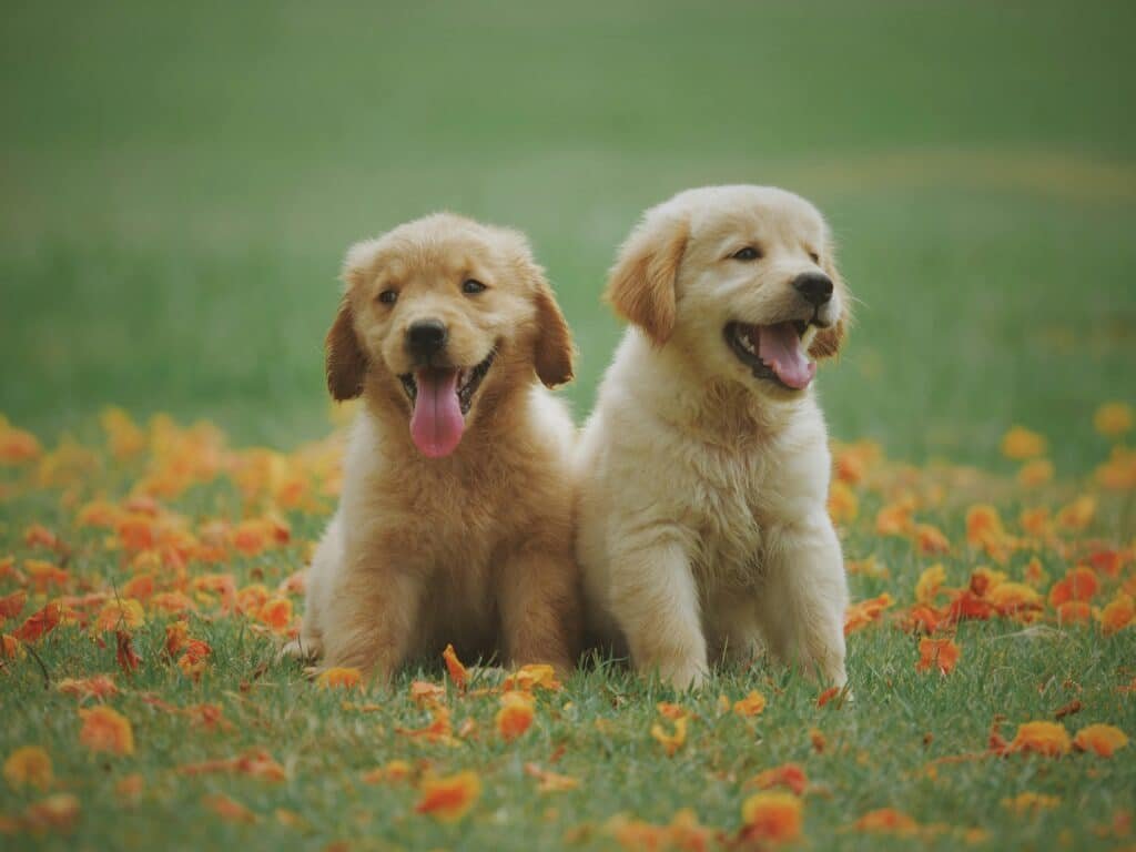 Adorable golden retriever puppies sitting in a field of flowers, enjoying a sunny day representing how to introduce dog to new puppy.
