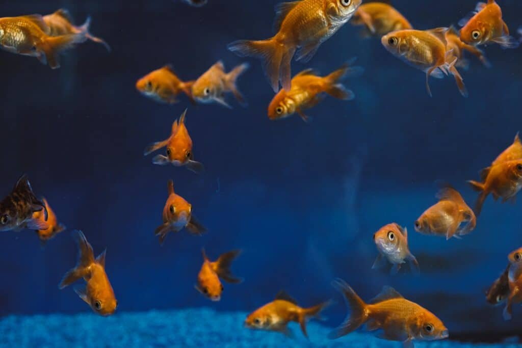 A captivating view of multiple goldfish swimming in a blue aquarium setting.