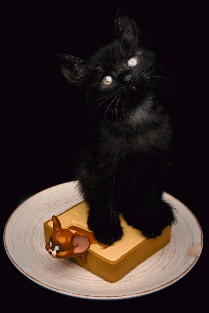 Can Cats Eat Cheese?