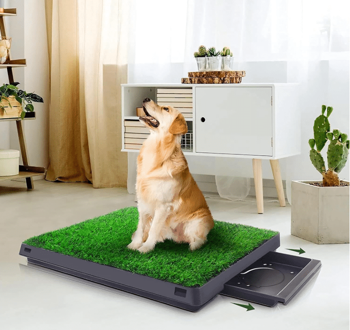 a dog is seating in a pee grass pads and some Furnitures surrounding of this pad