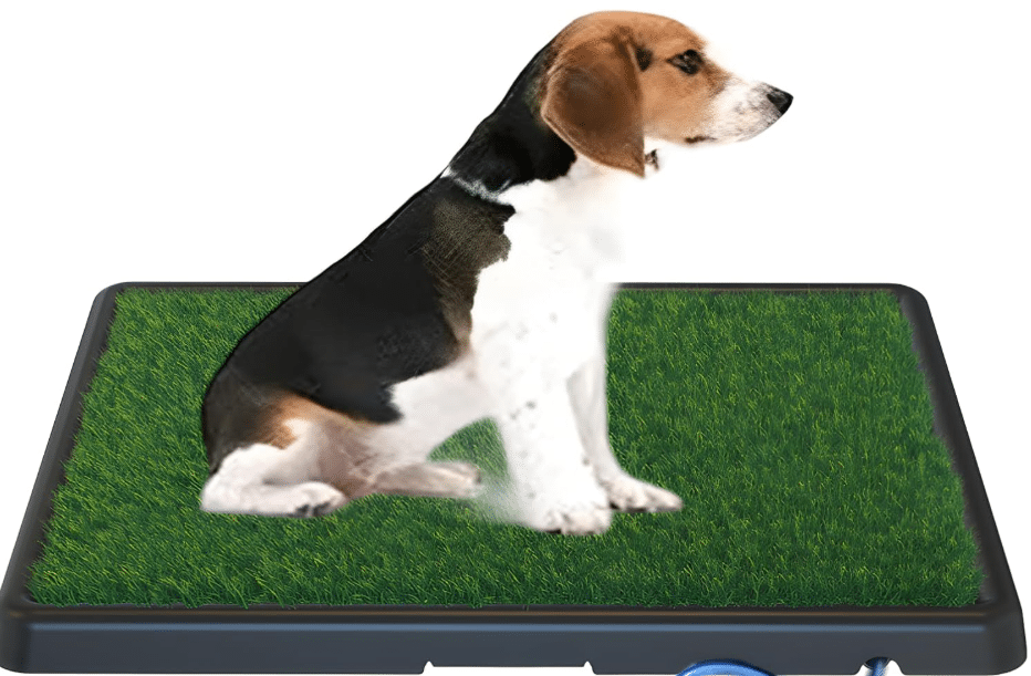 a dog is seat down in a green grass pad representing can you train a dog to use a litter box
