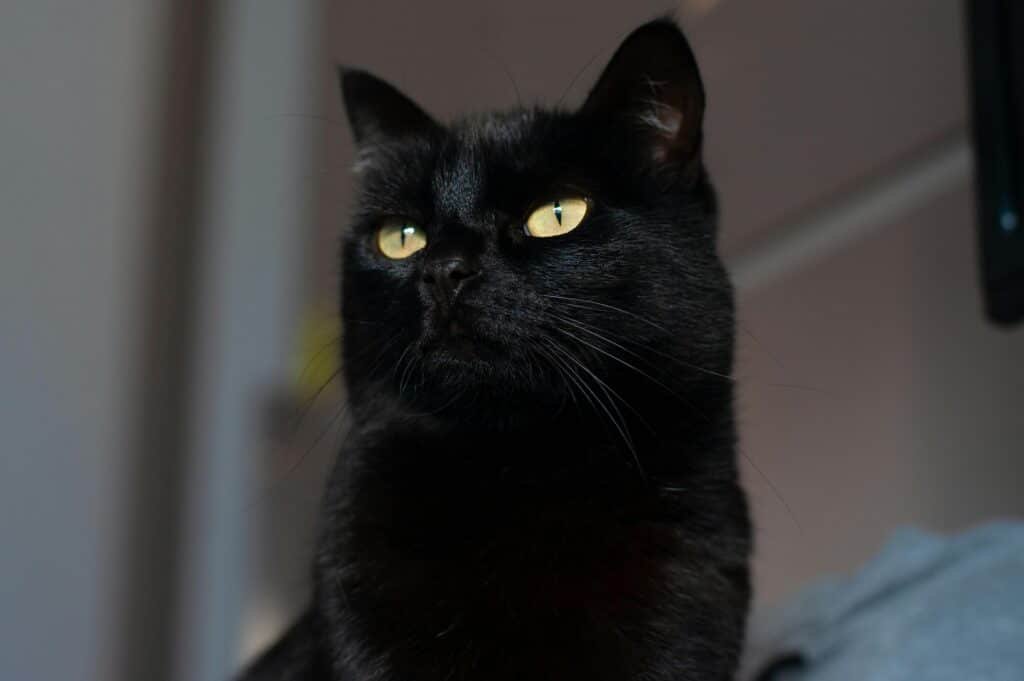 A detailed close-up shot of a black cat with striking yellow eyes sitting indoors.