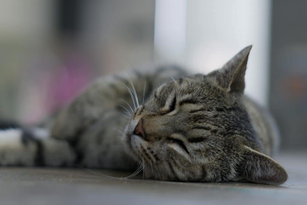 Peaceful close-up of a sleeping tabby cat on a soft surface indoors. representing Why Is My Cat Sneezing