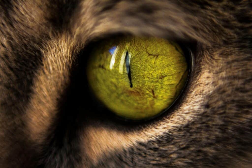 Macro shot focusing on the vibrant details of a cat's eye, showcasing texture and color.