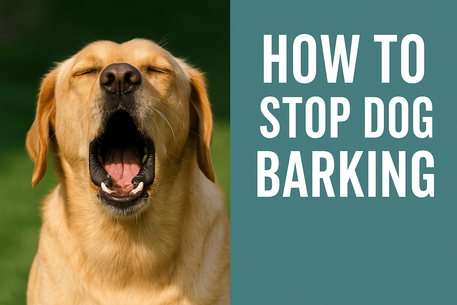 How to Stop Dog Barking