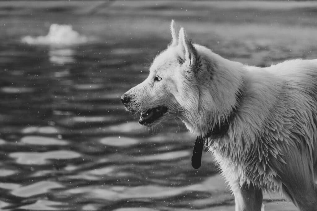 Close-up black and white shot of a wet dog near the water. Capture of a canine moment.