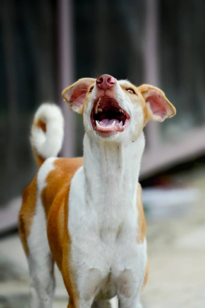 dog barking in a open field