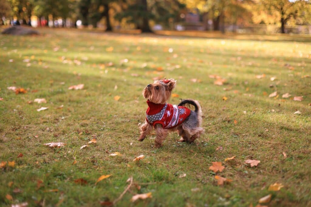 Yorkshire Terrier wearing festive sweater enjoying autumn day in park. Perfect for pet and fall themes.